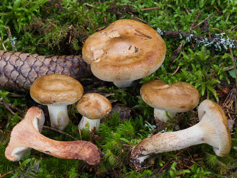 Paxillus involutus